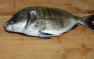 NUOVA DATA- Pescata sociale con finalità scientifiche, Civitavecchia (1 Novembre) – Progetto CAR