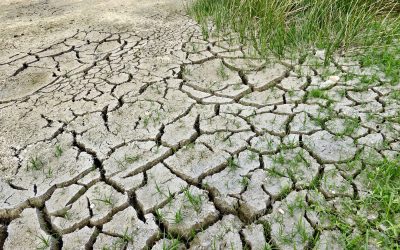 Progetto PALMO, l’impegno del CURSA contro il “Climate Change”