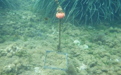 Progetto “CAR”, il Cursa in azione contro le specie alloctone invasive nel Mediterraneo