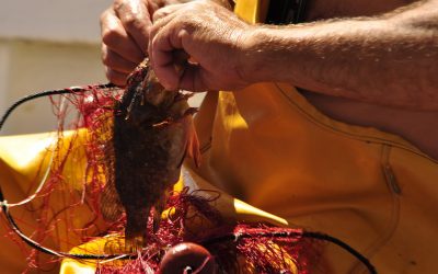 Un nuovo patto con i pescatori e un marchio per il futuro della piccola pesca nell’Isola dell’Asinara. Anche il CURSA tra i protagonisti del progetto europeo