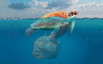 Inquinamento da plastica e tutela degli ecosistemi marini: pubblicato il volume “NET4mPLASTIC”