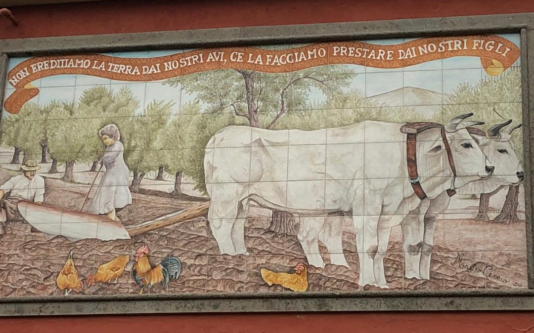 Parte “EcoInPascoli”, il nuovo progetto CURSA in ambito agro-zoo-forestale