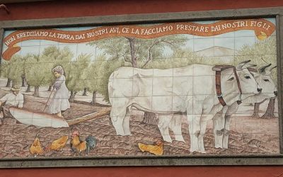 Parte “EcoInPascoli”, il nuovo progetto CURSA in ambito agro-zoo-forestale