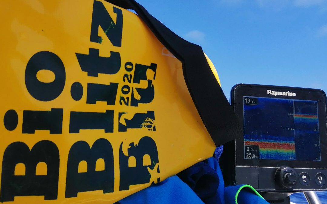 “BIOBLITZ BLU 2020”: online il sito del CURSA dedicato alla biodiversità del mare