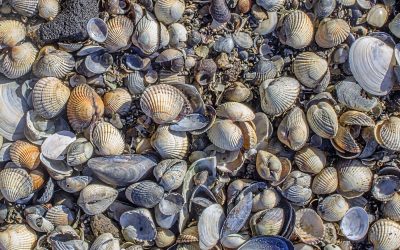 Progetto Bioreef: il videoracconto