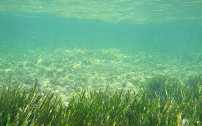 Progetto CAR, pubblicato su “Frontiers in Marine Science” lo studio sulle relazioni tra Caulerpa cylindracea e sarago