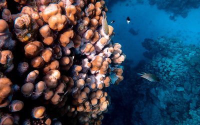 Progetto BioBlitzBlu: in partenza giornate formative per la ricerca