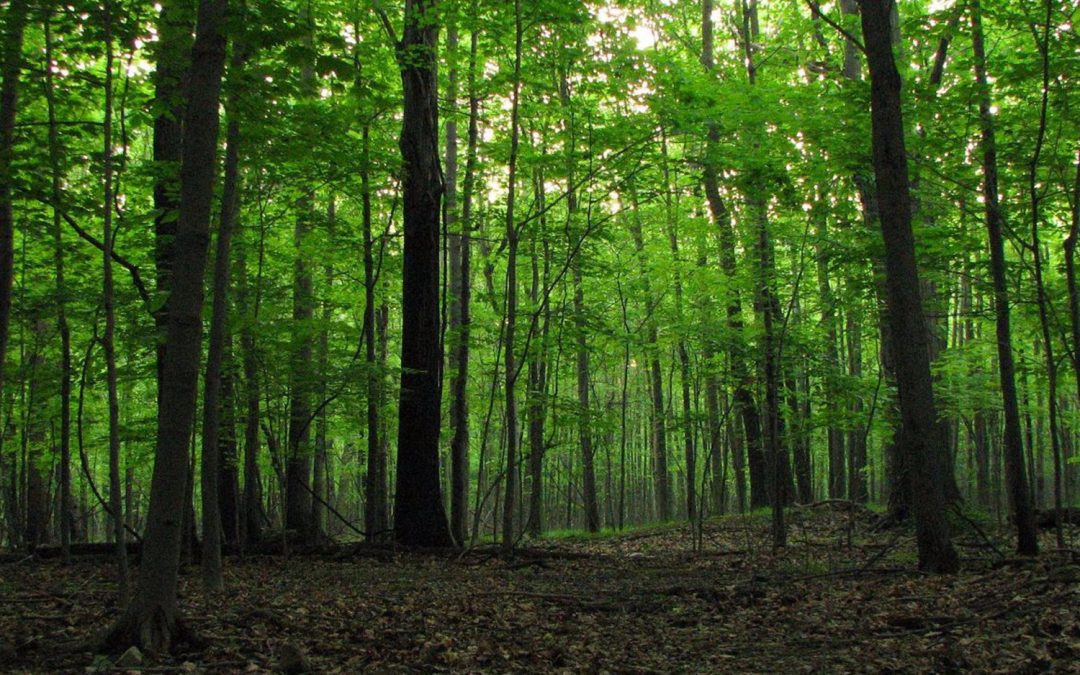 Candidatura MAB Unesco del Parco Regionale del Po Cuneese (2012/2013)