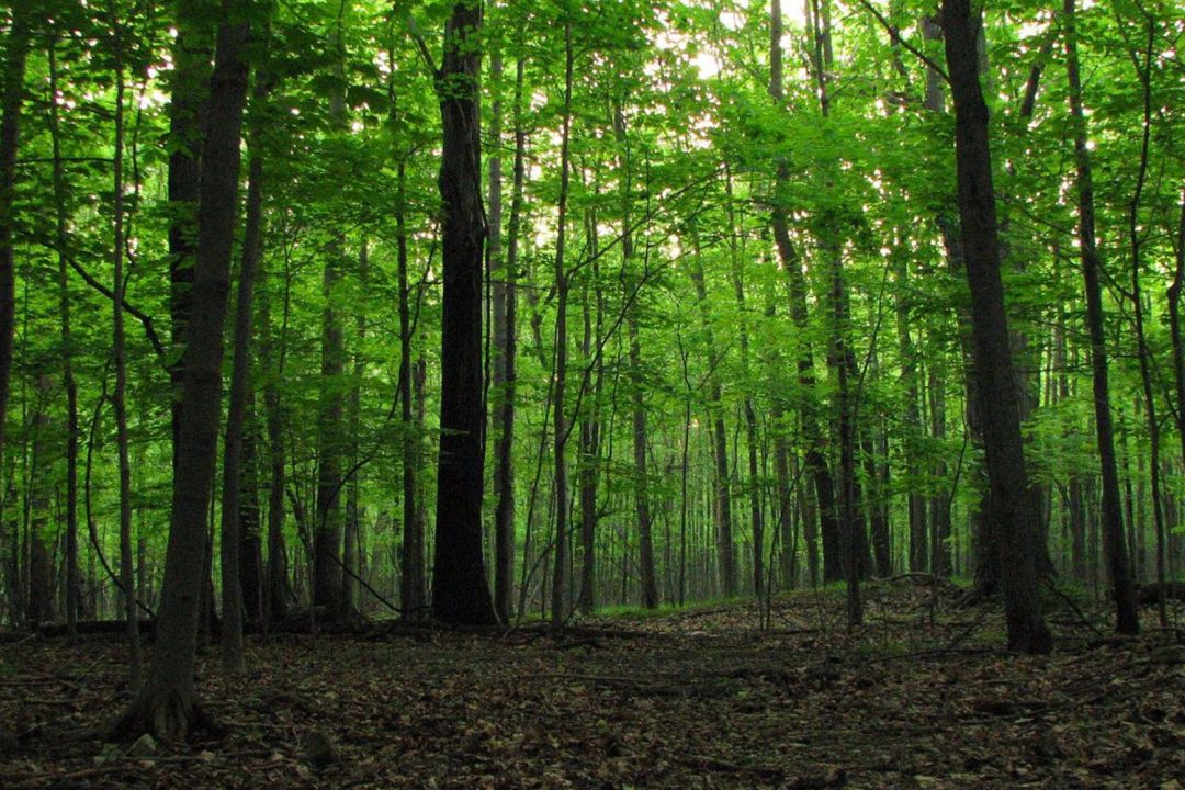 Candidatura MAB Unesco del Parco Regionale del Po Cuneese (2012/2013)
