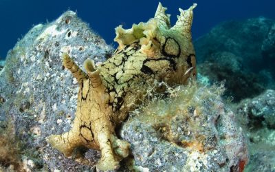 Progetto “Aliens in the Sea”: i vincitori del concorso fotografico