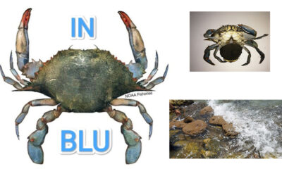 Progetto “INBLU – INdagine nel BLU”: prosegue l’indagine del CURSA sull’invasione del granchio blu e sulla scomparsa della pinna nobilis
