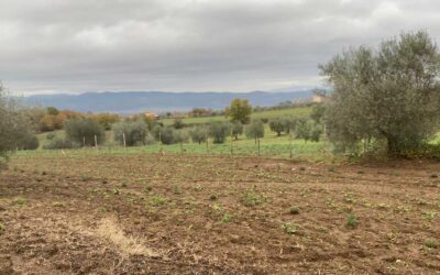 Ecoinpascoli, i risultati delle analisi etologica-ambientale ed economica