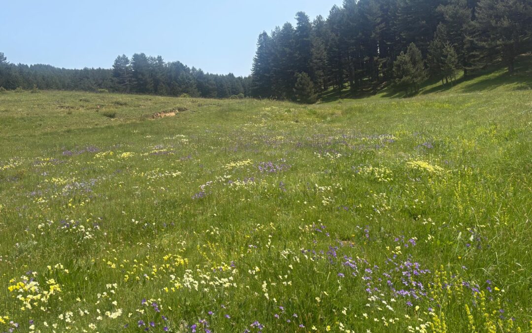 “SilaBioMetric”: innovazione e ricerca per la tutela della biodiversità nel Parco Nazionale della Sila