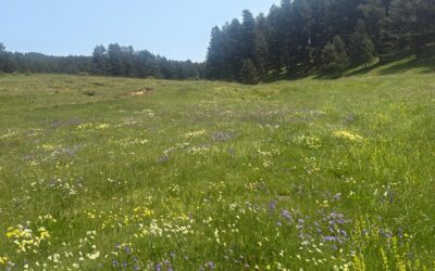 “SilaBioMetric”: innovazione e ricerca per la tutela della biodiversità nel Parco Nazionale della Sila